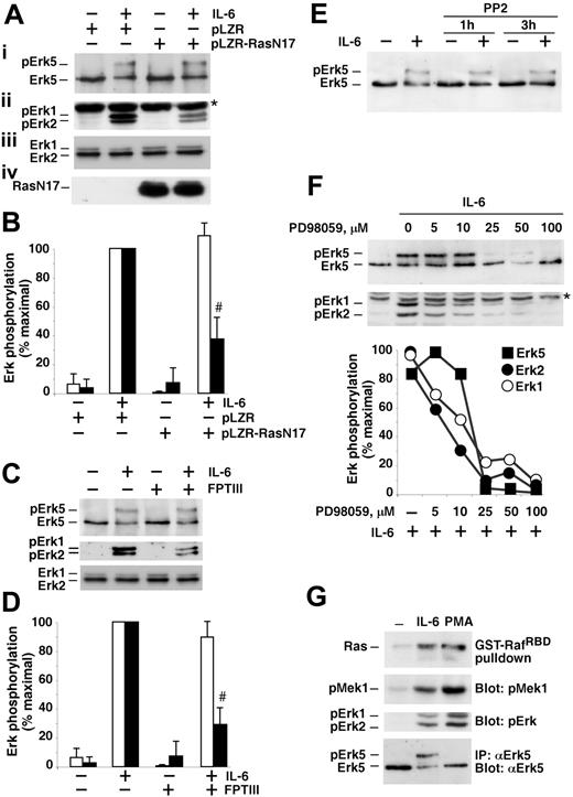 Figure 4. IL-6 activates Erk5 in myeloma cells through a Ras- and Src-independent route. (A) MM1S cells were infected with pLZR-IRES-GFP or pLZR-RasN17-IRES-GFP, and the expression of Ras was analyzed by Western blot of cell extracts using an anti–H-Ras antibody (iv). The effect of IL-6 on Erk5 (i) and pErk1/2 (ii) is shown, as well as the total Erk1/2 levels (iii). The asterisk indicates a nonspecific band that appears sometimes in the anti-pErk1/2 blots. (B) Quantitative analyses of the levels of Erk5 phosphorylation (□) or pErk1/2 (▪) in MM1S cells infected with pLZR-IRES-GFP or pLZR-RasN17-IRES-GFP, and treated, where indicated, with IL-6 (5 nM, 15 minutes). The results are represented as the mean ± SD of 3 different experiments, and considering as 100% the stimulation obtained with IL-6 in control infected cells. The number (#) sign indicates P < .01. (C) Effect of FPTIII on Erk5 phosphorylation in MM1S cells. Cells were preincubated with FPTIII (10 μM) for 24 hours and then treated with IL-6 for 15 minutes. Erk5, Erk1/2, and pErk1/2 were analyzed as described in A. (D) Quantitative analyses of the effect of FPTIII on Erk5 (□) and Erk1/2 (▪) phosphorylation. The results were quantitated as described for panel B. The number sign (#) indicates P < .01. (E) Effect of the Src inhibitor PP2 on IL-6–induced Erk5 activation. PP2 (20 μM) was added to MM1S cells for the times indicated and then cells were stimulated with IL-6 for 15 minutes. Erk5 was analyzed as described in A. (F) Action of PD98059 on IL-6–induced Erk5 and Erk1/2 phosphorylation. MM1S cells were preincubated with the indicated concentrations of PD98059 for 60 minutes, and then IL-6 added for an additional 15-minute period. Erk5 and pErk1/2 were analyzed by Western blotting as described in A, and the amount of phosphorylation quantitated and graphically represented at the bottom of each panel. (G) Action of IL-6 and PMA on Ras, Mek1, Erk1/2, and Erk5. MM1S cells were treated with IL-6 (5 nM) or PMA (1 μM) for 15 minutes and then lysates prepared for Ras pull-down using GST-RafRBD, pMek, or pErk1/2 analyses on Western blots of cell extracts, or Erk5 analysis on Western blots of anti-Erk5 immunoprecipitates. Results are representative of an experiment that was repeated 3 times.