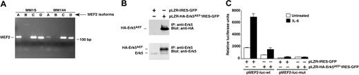 Figure 5. MEF2 participates in IL-6–Erk5 signal transduction. (A) Expression of MEF2 isoforms in MM1S and MM144 cells, analyzed by RT-PCR using primers specific for each of the MEF2 isoforms. (B) Expression of a dominant-negative form of Erk5 in MM1S cells. Cells were infected with retroviruses that included an empty or HA-Erk5AEF–containing vector, and the expression of the infected protein was analyzed by immunoprecipitation with the anti-Erk5 C-terminal antibody followed by blotting with anti-HA (top) or anti-Erk5 (bottom) antibodies. (C) Effect of the dominant-negative form of Erk5 on an MEF2 luciferase reporter gene. MM1S infected with either the empty retroviral vector or with the retroviral vector containing HA-Erk5AEF were electroporated with the indicated plasmid reporter gene and 24 hours later treated for 3 hours with IL-6 (5 nM; ▪) or not (□) as indicated. Cell extracts were prepared and analyzed for the relative luciferase activity as described in “Materials and methods.” Data are the mean ± SD of duplicates of an experiment repeated twice.
