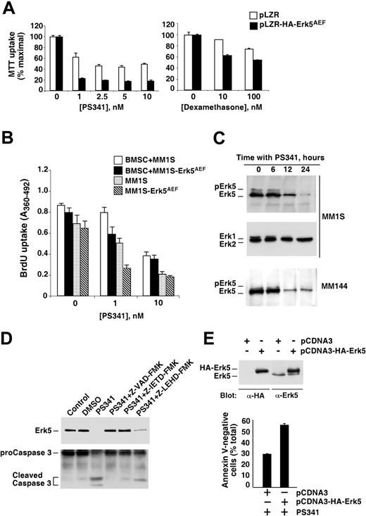 Figure 7. Erk5 regulates MM apoptosis. (A) Expression of the dominant-negative form of Erk5 sensitizes MM cells to drug-induced apoptosis. Control (□) or HA-Erk5AEF–expressing (▪) MM1S cells were plated at identical densities and treated for 24 hours with the indicated concentrations of PS341 or dexamethasone. MTT uptake was carried out as described in the text. The results represent the mean ± SD of quadruplicates of an experiment repeated twice. (B) Effect of PS341 on myeloma cells in the presence of bone marrow stromal cells (BMSC). Control or HA-Erk5AEF–expressing MM1S cells were plated on wells previously coated, or not, with stromal cells. PS341 (at the indicated concentrations) was added together with the myeloma cells, and the experiment continued for 48 hours. BrdU was added for the last 8 hours. BrdU uptake was measured as described in “Materials and methods.” □ and ▪ indicate control and HA-Erk5AEF–expressing MM1S cells with BMSC, respectively; ▦ and ▧, the same cells without BMSC, respectively. The results represent the mean ± SD of quadruplicates. (C) Action of PS341 on the levels of Erk5. The cell lines shown were treated with 10 nM PS341 for the indicated times, and then Erk5 or Erk1/2 levels were analyzed by Western blotting. (D) Effect of different caspase inhibitors on PS341-induced Erk5 down-regulation. MM1S cells were treated with PS341 in the presence or absence of the different caspase inhibitors (Z-VAD-FMK, 100 μM; Z-IETD-FMK and Z-LEHD-FMK, 50 μM) for 8 hours, and then Erk5 expression was analyzed by Western blotting. An aliquot of the cell extract (30 μg) was used to analyze caspase-3 cleavage by Western blotting. DMSO represents dimethylsulfoxide; Z-VAD-FMK represents Z-Val-Ala-DL-Asp fluoromethylketone; Z-IETD-FMK represents Z-Ile-Glu-Thr-Asp fluoromethylketone; Z-LEHD-FMK represents Z-Leu-Glu-His-Asp fluoromethylketone. (E) Effect of Erk5 overexpression on PS341-induced cell death. Expression of wild-type HA-Erk5 was carried out by transfection of pCDNA3 or pCDNA3-HA-Erk5 into MM1S cells, followed by G418 selection. A pool of transfected MM1S cells was selected, and the expression of exogenous HA-Erk5 was detected by Western blotting with anti-HA or with anti-Erk5 (top). The bottom panel shows the effect of PS341 on control or HA-Erk5–overexpressing MM1S cells. Cells were treated for 24 hours with 10 nM PS341, and the amount of apoptotic cells analyzed by annexin V–FITC staining. Data are represented as the mean ± SD of duplicates of an experiment repeated twice.