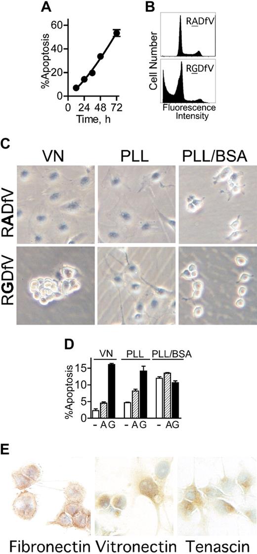Figure 1. αvβ3/αvβ5-Integrin blockade induces apoptosis in adherent endothelial cells, independent of anoikis. (A-B) HBMECs (106 cells/10-cm dish) were allowed to spread on vitronectin. After 2 hours, RGDfV (25 μg/mL) was added and cells were incubated for additional 12 to 72 hours. Apoptosis (cells with a sub-G0/G1 DNA content) was assessed by flow cytometry of permeabilized and propidium iodide–stained cells (combined floating and adherent cells); n = 3; most error bars are hidden by the symbols. Panel B depicts representative flow cytometry tracings of HBMECs incubated with 25 μg/mL RADfV (top) or RGDfV (bottom) for 48 hours, from a separate experiment. (C) HBMECs (106/10-cm plate) were seeded on Petri dishes coated with vitronectin (VN, left column) or PLL (middle and right columns) and incubated overnight. The VN plates and one set of PLL plates were also blocked with 1% BSA (VN and PLL/BSA; left and right columns), and one set of PLL plates was left unblocked (PLL; middle column). RGDfV (bottom row; 25 μg/mL) or the control peptide, RADfV (top row), was added for 2 hours. Cells were photographed (Olympus DP11-N digital camera) using an inverted Olympus Phase Contrast ULWCD 0.30 microscope. Original magnification, × 400. (D) HBMECs (106 cells/10-cm dish) were seeded on vitronectin- or PLL-coated plates that were blocked with BSA (VN and PLL/BSA), or on unblocked PLL-coated plates (PLL), as in Figure 1C. Cells were treated with vehicle control (-; DMSO, □), RADfV (A; ▨), or RGDfV (G; ▪; 25 μg/mL) for 24 hours. Apoptosis was assessed as in panels A-B, in triplicate samples for each condition. P < .001 between vehicle control– or RADfV-treated cells and the RGDfV-treated cells on vitronectin or on unblocked PLL. The difference was not significant on PLL/BSA (unpaired t tests, n = 3). (E) HBMECs (3 × 105 cells/well in 2-well chamber slides) were seeded and cultured for 30 hours without serum. Slides were fixed and stained for vitronectin, fibronectin, and tenascin as described in “Materials and methods.” Control slides that were stained with rabbit or mouse immunoglobulin G (IgG), but not the primary antibodies, showed only the blue nuclear counterstain (data not shown). Photographs were taken using an Olympus DP10 digital camera, on an Olympus BX40 microscope. Original magnification, × 400.