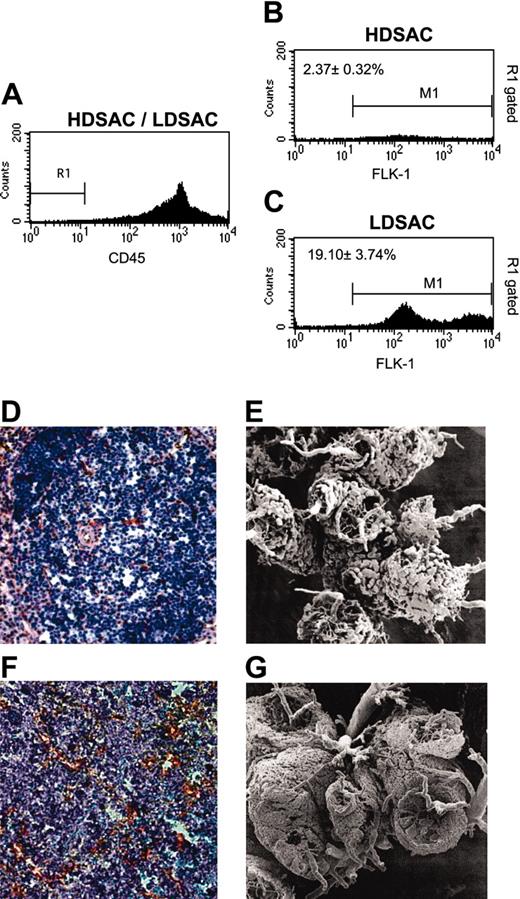 Figure 6. Flow cytometry, immunohistochemistry, and casting analyses of the endothelial cell composition in LDSAC and HDSAC populations. Representative flow cytometry evaluation of endothelial cells either from LDSAC or HDSAC cultures in the late stage of Friend disease. (A) The chosen region (R1) from the total cell population, negative for CD45, either from HDSAC or LDSAC adherent cell populations. (B) The percentage of gated R1 cells that are positive for flk-1 (M1) in the HDSAC population. (C) The percentage of gated R1 cells that are positive for fetal liver kinase-1 (flk-1) (M1) in the LDSAC population. Immunohistochemistry of VE-cadherin stained with 3′3-diaminobenzidine DAB (red) and counterstained with hematoxylin for blood vessel detection was performed on healthy and erythroleukemic spleen sections as described in “Materials and methods” (D,F, respectively). Casting images were performed according to “Materials and methods” on healthy and erythroleukemic spleens in late-stage disease (E,G, respectively).
