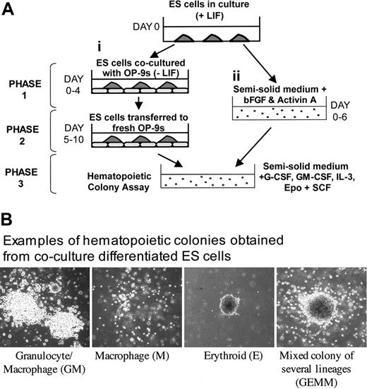 Figure 1. Hematopoietic differentiation of ES cells. (A) Schematic showing the 2 ES cell differentiation protocols used in this study. ES cells were placed in a 3-phase coculture differentiation system or an embryoid body differentiation system. For a full description, see “Materials and methods.” (B) Examples of the hematopoietic colony types obtained in this study, original magnification ×100. A 10×/0.4 objective lens was used.