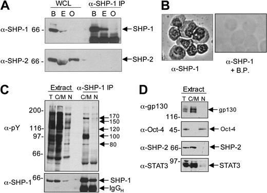 Figure 2. Characterization of SHP-1 expression and localization in ES cells. (A) Whole cell lysate (WCL) was prepared from 5 × 106 cells (B = Ba/F3, E = E14tg2a ES cells, O = OP-9), and SHP-1 immunoprecipitates (α-SHP-1 IP) were prepared. These immunoprecipitates were separated by SDS-PAGE and immunoblotted for SHP-1. Blots were stripped and reprobed for SHP-2. Arrows indicate the positions of SHP-1 and SHP-2. (B) ES cells (1 × 104) were cytospun onto a slide, and immunocytochemistry was performed using anti–SHP-1 antibody. As a control, a duplicate slide was prepared and probed with α-SHP-1 + blocking peptide (α-SHP-1 + B.P.) original magnification ×400, a 40×/10.65 objective lens was used. (C) Total cell extracts (T), NP40 soluble extracts comprising cytosolic and membrane proteins (C/M), and nuclear fractions (N) were generated from 1 × 107 ES cells, and anti–SHP-1 immunoprecipitate (IP) was prepared. Extracts and precipitates were separated by SDS-PAGE and probed with the antiphosphotyrosine antibody 4G10 (α-pY, top blot). The equivalent of 1 × 105 cells was loaded per lane for total extract, and the equivalent of 2 × 105 cells was loaded per lane for the cytosolic and nuclear fractions (ie, double the amount of total extract separated). The blot was stripped and reprobed with an anti–SHP-1 antibody (bottom blot). (D) Extracts from each subcellular fraction (loaded in a manner equivalent to that in panel C) were separated on duplicate gels, 7.5% acrylamide for anti-gp130 immunoblotting and 10% acrylamide for anti–Oct-4. These blots were stripped and reprobed with antibodies against STAT3 and SHP-2, respectively. The positions of tyrosine-phosphorylated proteins coprecipitating with SHP-1 are indicated. Molecular weight standards are indicated on the left side of the panels. IgGH indicates immunoglobin heavy chain.