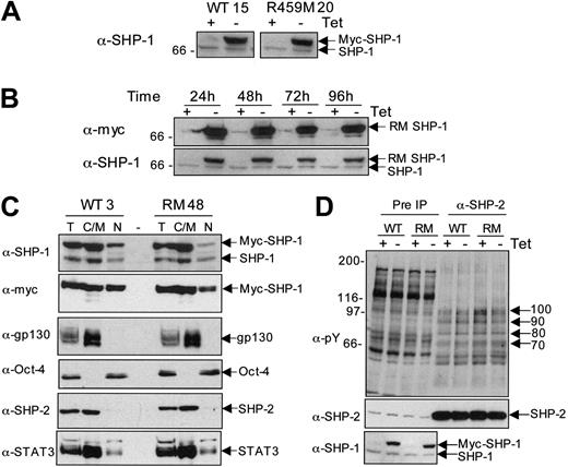 Figure 3. Generation of stable transfectants inducibly expressing WT and R459M SHP-1 variants. ES cell transfectants were generated as described in “Materials and methods.” (A) Transfectants were cultured for 24 hours in the presence or absence of 500 ng/mL Tet, and lysates were prepared. Lysates were separated by SDS-PAGE and immunoblotted for SHP-1. WT clone 15 and R459M clone 20 are shown as examples. Arrows indicate the positions of the expressed and endogenous proteins. (B) Transfectants were cultured as in panel A, but the induction was extended for 96 hours. Lysates were taken after each 24-hour period. Lysates were separated by SDS-PAGE and immunoblotted with anti-myc epitope tag antibody (9E10) and then reprobed for SHP-1. R459M clone 20 is shown as an example. Arrows indicate the positions of the expressed and endogenous proteins. (C) Total cell extracts (T), NP40 soluble extracts comprising cytosolic and membrane proteins (C/M), and nuclear fractions (N) were prepared from 1 × 107 ES cells from WT clone 3 and R459M clone 48. For the total cell extracts, the equivalent of 1 × 105 cells was loaded per lane and the equivalent of 2 × 105 cells was loaded per lane for the cytosolic and nuclear fractions (ie, double the amount of total extract separated). Duplicate gels were run, and 7.5% acrylamide gels were probed with the anti–SHP-1 antibody (α-SHP-1) or the anti-gp130 antibody (α-gp130) and subsequently were stripped and reprobed with anti-myc tag or anti-STAT3 antibodies. The 10% acrylamide gel was probed for Oct-4 and then stripped and reprobed for SHP-2. (D) WT clone 3 and R459M clone 48 ES cell transfectants were plated in the presence and absence of 500 ng/mL Tet for 48 hours. Extracts from cells growing exponentially were prepared, and 1 mg cell extract (Pre IP) was used to generate SHP-2 immunoprecipitates (α-SHP2). Immunoblotting was performed with 4G10 (α-pY), and the blot was stripped and reprobed with anti–SHP-2 antibodies to control for loading and then probed for SHP-1 to demonstrate expression. Arrows indicate the molecular weights of tyrosine-phosphorylated proteins coprecipitating with SHP-2.