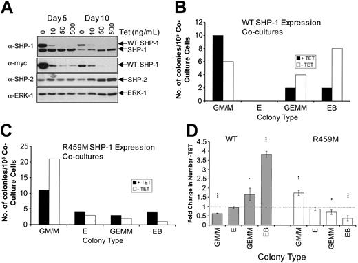 Figure 4. Effect of inducible WT and R459M SHP-1 expression on hematopoietic differentiation of ES cells in OP-9 coculture. (A) ES cell transfectants were placed in coculture with OP-9 stromal cells in the presence of the indicated doses of Tet or in the absence of Tet. Lysates were prepared at the end of the first (day 5) and second (day 10) phases and were separated by SDS-PAGE on duplicate gels. Immunoblotting was performed first with anti–SHP-1 or anti-myc tag antibodies. The anti–SHP-1 blot was stripped and subsequently blotted with anti–SHP-2 and then anti-ERK1 antibodies. Anti–SHP-2 and ERK-1 blots indicate that the 10, 50, and 500 ng/mL Tet day 10 samples had more protein loaded than all the day 5 and day 10 no Tet samples. (B-D) ES cell transfectants were placed in coculture with OP-9 stromal cells in the presence or absence of 500 ng/mL Tet for the duration of the coculture and HCA. Representative results are shown using WT (B) and R459M (C) SHP-1–expressing transfectants. Numbers of GM/M, erythroid (E), GEMM, and secondary EB colonies obtained are shown. (D) Average data from experiments using 2 independent WT (n = 4; ▦) and R459M (n = 3; □) SHP-1–expressing transfectants are shown. For each experiment, the fold change in the number of each colony type obtained -Tet compared with +Tet has been calculated and the average is shown, with standard errors indicated. Data were subjected to paired Student t test (***P < .005; **P < .05; *P < .1).