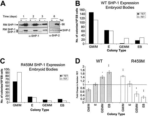 Figure 5. Effect of inducible WT and R459M SHP-1 expression on hematopoietic differentiation of ES cells in EBs. ES cell transfectants were placed in EB culture in the presence or absence of 500 ng/mL Tet for the duration of EB development and HCAs. (A) Lysates were prepared from EBs at the times shown and were immunoblotted with the anti-myc epitope tag antibody 9E10 (top row). The position of R459M SHP-1 is indicated. Blots were stripped and reprobed for anti–SHP-1 or anti–SHP-2 (bottom row). Representative results are shown for experiments performed using WT (B) and R459M (C) SHP-1–expressing transfectants. Numbers of GM/M, erythroid (E), GEMM, and secondary EB colonies obtained are shown. (D) Combined data from experiments using WT (n = 3; ▦) and R459M (n = 3; □) SHP-1–expressing transfectants are shown. For each experiment, the fold change in the number of each colony type obtained -Tet compared with +Tet was calculated, the average was taken, and standard errors are shown. Data were subjected to paired Student t test (***P < .005; **P < .05; *P < .1).