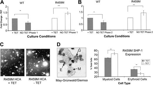 Figure 6. Effect of inducible WT and R459M SHP-1 expression on the growth of ES cells differentiating in coculture with OP-9 stromal cells. (A) WT and R459M SHP-1 ES cell transfectants were placed in coculture for 4 days in the presence (+ TET) or absence (NO TET) of 500 ng/mL Tet. OP-9 cells were removed by differential adhesion, and the numbers of differentiated ES cell derivatives obtained were determined. Data from experiments using WT (n = 4; ▦) and R459M (n = 4; □) SHP-1–expressing transfectants are shown. (B) Cells derived as in panel A in the presence of Tet were placed in coculture for another 6 days in the presence or absence of 500 ng/mL Tet, and the numbers of cells obtained were determined. Data from experiments using WT (n = 3) and R459M (n = 6) SHP-1–expressing transfectants are shown. For each experiment, the fold change in the number of cells obtained -Tet compared with +Tet was calculated, the average was taken, and standard errors are shown. Data were subjected to paired Student t test (***P < .005; **P < .05). (C) Dark-field digital photomicrograph of HCAs derived from hemopoietic progenitors generated from R459M SHP-1/OP-9 coculture in the presence or absence of 500 ng/mL Tet for the duration of the coculture and HCA. Arrows indicate the positions of granulocyte/macrophage colonies, original magnification ×15. (D, left) Cells in HCAs generated from R459M SHP-1 transfectants differentiated in EB culture were removed from the HCA, and cytospins were prepared. Cells were stained with May-Grünwald/Giemsa stain, and the relative proportions of myeloid cell types and erythrocytes were determined (right). Original magnification ×400, a 40×/0.65 objective lens was used. Results are the averages of triplicate counts, and error bars are standard deviations. Data were subjected to paired Student t test (**P < .05).