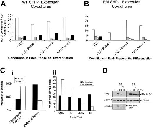 Figure 7. SHP-1 acts at early and intermediate stages of differentiation. (A) WT and (B) R459M SHP-1 ES cell transfectants were differentiated according to the 3-phase coculture protocol (Figure 1A(i)). Cells were plated in the presence of 500 ng/mL Tet for the duration, or Tet was removed for 1 of the 3 phases. Culture conditions over the 3 phases are indicated. Numbers of colonies present in the HCAs (phase 3) were determined, and representative results are shown. □ indicates GM/M; ▦, E; ▨, GEMM; and ▪, EB. (C) R459M SHP-1 ES cell transfectants were placed in EB culture for 3 days in the presence or absence of 500 ng/mL Tet. EBs were dissociated, and cells (i) were plated directly into HCAs or (ii) were subjected to a second round of embryoid body formation, in the presence of Tet in both cases, before plating into HCAs. Numbers of colonies present in the HCAs were determined, and representative results are shown. (D) R459M clone 20 ES cells were plated in the presence (+) or absence (-) of 500 ng/mL Tet for 24 hours in the case of undifferentiated ES cells (ES) or for 72 hours in the case of primary embryoid body formation (EB). After these periods of time, cells were washed and 500 ng/mL Tet was added back to the ES cell liquid cultures for 24 and 48 hours (-/+). Primary embryoid bodies were dissociated and plated into a second round of embryoid body formation with the readdition of 500 ng/mL Tet. Lysates were prepared at the times indicated, and immunoblotting was performed with anti–SHP-1 antibodies first. For EB samples, the amount of protein obtained was too low to detect a clear SHP-1 signal. Blots were stripped and reprobed with anti-myc antibodies and then stripped and reprobed with anti-ERK1 antibody as a loading control. The position of proteins is indicated.