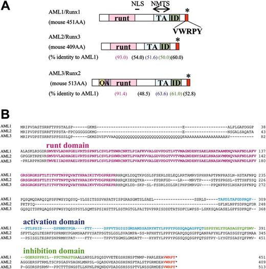 Figure 1. Structure and amino acid sequences of Runx family molecules. (A) Schematic representation of the structure of Runx molecules. runt indicates the Runt domain; NLS, nuclear localizing signal; NMTS, nuclear matrix targeting signal; TA, trans-activation domain; ID, auto-inhibitory domain; VWRPY, VWRPY-motif; Q, glutamine (Q)-residue stretch; A, alanine (A)-residue stretch. Numerals within parentheses below the AML2 and AML3 schemes indicate the percentages of amino acid (AA) identity of the subdomains in comparison with those of AML1. (B) Comparison of amino acid sequences of the Runx molecules represented by the 1-letter code. Manual alignment was performed visually. Runt domain sequences are highlighted in pink. Dashes (–) indicate gaps. Numerals to the right of the columns represent the positions of the amino acid residues.