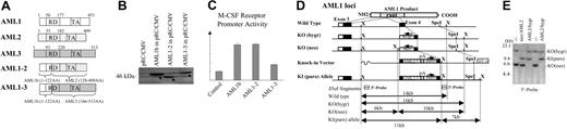 Figure 2. Targeting strategy to introduce knock-in alleles expressing chimeric AML1 genes with heterologous C-terminal portion. (A) Structure of Runx family molecules and chimeric AML1 with AML2- or AML3-derived C-terminus (AML1-2 and AML1-3, respectively). Numerals indicate the positions of amino acid residues of the molecules as shown in Figure 1B. □ indicates parts derived from AML1, ▦ from AML2, and from AML3. (B) Integrity of the mutant construct was confirmed by Western blot analysis of transiently transfected COS-7 cells. Arrows indicate protein bands detected by rabbit antisera against N-terminal peptide of AML1. (C) Biochemical activities of AML1 or the mutant molecules were examined by means of reporter assay experiments. Each of pRc effector constructs and pM-CSF-R-luc were cotransfected into HeLa cells with CBFβ and phRL-TK control vectors. The height of the columns indicates the increase in relative luciferase activity on the M-CSF receptor gene promoter (see “Materials and methods”). Bars indicate standard deviations of triplicate experiments. Both of the chimera proteins retained trans-activation activity although the activity of AML1-3 for this promoter construct was somewhat weaker than that of AML1b or AML1-2. Three independent experiments were performed with basically the same results. Representative results are shown. (D) Targeting strategy to introduce knock-in allele for AML1-2 or AML1-3 into ES cell of AML1-deficient genotype. Both alleles of exon 4, which corresponds to the middle of the Runt domain, had been disrupted by insertion of KO(hygr) (the hygromycin-resistance cassette) and KO(neo) (the neomycin-resistance cassette). Replacement-type (knock-in) vectors were designed to introduce KI(puro) (the knock-in allele). □ indicates non-coding regions of the exons; ▪, coding exons; , runt domain; ▧, poly-adenylation signal sequences; ▤, DNA fragments for the probes. (E) Clones subjected to homologous recombination are detectable by Southern blot analysis.