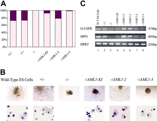 Figure 3. Embryoid body differentiation experiments for knock-in clones. (A) Results of EB differentiation. Incidence of hematopoietic differentiation of day-14 EBs derived from ES cell clones of wild-type (+/+), heterozygous for AML1-disruption (+/-), homozygous for the disruption (-/-), one knock-in allele for wild-type AML1 cDNA (-/AML1-KI), one knock-in allele for AML1-2 (-/AML1-2), and one knock-in allele for AML1-3 (-/AML1-3) genotypes in a representative experiment. Purple parts of the columns indicate the proportion of grown EBs with hematopoietic differentiation whereas pink parts represent those without hematopoietic elements. ES clones of the AML1-2 or AML1-3 knock-in allele developed hematopoietic cells in vitro as did control clones. (B) Appearance of representative day-14 EBs derived from the ES cell clones (top row). Morphology of the hematopoietic cells developed from ES cells of AML1-2 or AML1-3 knock-in clones showed no marked abnormalities of component cells examined with May-Grünwald-Giemsa staining (bottom row). Original magnifications: top row, × 20; bottom row, × 132. (C) Semiquantitative RT-PCR analysis of the total RNA from embryoid bodies was employed to identify recovered hematopoietic gene expression in the rescued clones. Messages for the G-CSF receptor (G-CSFR) and myeloperoxidase (MPO) genes were detected in the AML1-2– and AML1-3 clone–derived ES cells (lanes 5-8; results for 2 independent clones for each mutation are shown) as was the case for positive control clones (lanes 1, 2, and 4). On the other hand, a profound decrease in the expression for these genes was observed in the AML1-deficient (-/-) clone (lane 3). Expression of a housekeeping gene, HPRT, was assessed to provide a standard in parallel for the messenger RNA within the specimen. A dilution of 5-0 of the RT specimen was used for PCR of G-CSFR and MPO and 5-3 dilution for PCR of HPRT (see “Materials and methods”). bp indicates base pair.