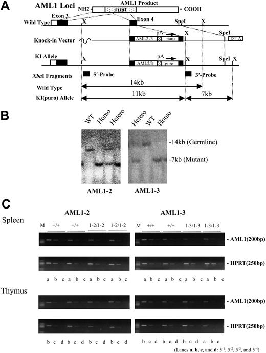 Figure 4. Transmission of knock-in alleles to mouse germ line. (A) Targeting strategy for introducing knock-in alleles, AML1-2 and AML1-3, into wild-type ES cells. Refer to the legend of Figure 2D for symbols. (B) Genotype of the germ line mice harboring the knock-in allele was determined by Southern blot analysis using XbaI-digested genomic DNA. The mutated allele was detected as a 7-kb fragment that hybridizes with the 3′ outside probe whereas the wild-type allele yields a band of 14 kb. Representative results are shown. WT indicates wild type; Homo, homozygous; and Hetero, heterozygous. (C) Semiquantitative RT-PCR analysis was used to evaluate the expression level of the knock-in genes in comparison with that of a housekeeping gene, HPRT. Results are shown for 2 wild-type and 2 homozygous mice that were littermates for each of the mutations (+/+, wild-type). Serially diluted cDNA pools were analyzed (see “Materials and methods”). Lanes a, b, c, and d indicate 5-1, 5-2, 5-3, and 5-4 dilutions, respectively. M indicates size marker. Expression levels of the exogenous genes from the knock-in alleles in the homozygous animals were almost the same as those observed for the endogenous AML1 gene in wild-type littermates.