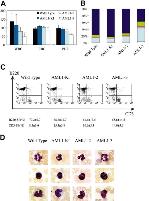 Figure 5. Findings for peripheral blood of knock-in mice. (A) Peripheral blood cell counts of the mutant mice are indicated by the height of the columns. Lines above the columns indicate standard deviations. WBC indicates white blood cell count; RBC, red blood cell count; and PLT, platelet count. (B) Bar graphs showing differences of peripheral leukocytes from knock-in and control mice. Twenty mice were examined for each mutation, and means of the results are shown. Lymphoid population in peripheral blood of AML1-3 mice is reduced. Dark blue indicates lymphocytes; green, monocytes; pink, eosinophils; light blue, seg (segmented neutrophils); and white, stab (stab neutrophils). (C) Flow cytometric analysis of peripheral T- and B-lymphoid populations, showing no marked differences in the composition of T- and B-cell populations for the mutant and control animals. Six mice were analyzed for each of the genotypes. Numerals below the charts show means and standard deviations for single-positive (SP) populations. (D) Microscopic appearance of representative blood cells from mutant and control animals, showing no marked abnormalities in granulocytes (top row), lymphocytes (middle row), or monocytes (bottom row). Smear samples were stained with May-Grünwald-Giemsa, and the photographs were taken by using a microscope (BH-2, Olympus) equipped with a digital camera (C-5050 Zoom, Olympus). Original magnification, × 300.