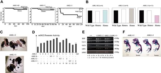 Figure 7. High infant mortality and growth retardation in AML1-3 mice. (A) Kaplan-Meier survival curves for the wild-type–AML1–knock-in (AML1-KI), AML1-2, and AML1-3 mutants. The solid line indicates the survival curve for homozygous mutants; the broken line, heterozygous; and the dotted line, wild-type littermates. Homo indicates homozygous; and hetero, heterozygous. (B) Comparative body weight for littermates according to genotype is indicated by columns. For randomly extracted litters, mean body weight of heterozygous or homozygous mice relative to that of wild-type littermates is shown. Six AML1-KI, 8 AML1-2, and 11 AML1-3 litters were analyzed. (C) Gross appearance of representative 1-week-old AML1-2 and AML1-3 litters. Arrows indicate pups homozygous for the AML1-3 mutant. (D) Effects of the AML1-3 molecule on the AML3's trans-activation activity were examined by reporter promoter assay experiments using an AML3-dependent gene, the mouse osteocalcin gene 2 (mOG2) promoter reporter construct. A DNA fragment (-147 to +13) of the mOG2 promoter was isolated by means of PCR as described in the literature46 and then subcloned into a firefly luciferase construct, pGL3-basic (pGL3-mOG2). Relative activities of the various combinations of AML3-related effector plasmids on the pGL3-mOG2 in the presence of exogenous CBFβ in HeLa cells are indicated by the columns (see “Materials and methods”). Bars signify standard deviation. This mOG2 promoter DNA fragment contained one binding site for AML3,46,47 and AML3 molecule exerted a somewhat weak but reproducibly consistent activity on this promoter construct (lanes 2-4), as previously reported for nonosseous cells.46,47 Addition of AML1-3 had no obvious effects on this AML3's trans-activation activity (lanes 11-13), whereas addition of AML1b or AML1-2 to AML3 appeared to augment the promoter activity (lanes 5-10). Three independent experiments were performed and similar results were obtained. (E) Semiquantitative RT-PCR for AML3-dependent genes39,40,46,48,49 was performed for AML1-3 embryos. Total RNA samples were carefully isolated from maxillae, mandibles, and calvariae of E18 embryos from intercrossed AML1-3 heterozygotes as described.48 Expression levels comparable to those of the controls were observed in the RNA samples from AML1-3 homozygous animals (lanes 11-15) for the genes examined, including bone sialoprotein (BSP), collagen I alpha 1 (Col-1), osteocalcin (OCN), and osteopontin (OPN), in accordance with the standard levels for HPRT. (F) Skeleton of newborn mice homozygous for AML1-2 (left) and AML1-3 (right) mutants with their respective wild-type littermates. Skeletons were stained with Alcian blue and alizarin red. Photographs for (C) and (F) were taken with a digital camera (Coolpix 4300, Nikon) equipped with (C) or without (F) a macro-light (SL-1, Nikon).