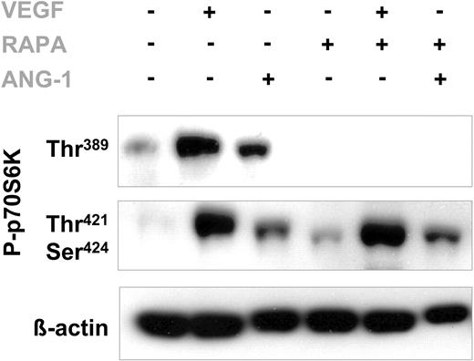 Figure 6. The negative feedback mechanism controlling TF expression requires activity of the p70S6 kinase. Western blotting analysis was performed on VEGF- and/or Ang-1–stimulated HUVECs with and without rapamycin. Blots were probed with antibodies against phospho-specific p70S6 kinase targeted at the Thr389 or Thr421/Ser424 site, and β-actin.