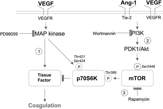 Figure 8. Proposed pathways for rapamycin-induced TF production in endothelial cells. We suggest that (1) TF is up-regulated by the MAP kinase pathway, (2) inadequate TF production is controlled by simultaneous activation of negative regulating pathways, and (3) inhibition of mTOR with rapamycin leads to complete loss of p70S6 kinase-mediated negative regulation. PDK1 indicates 3-phosphoinositide-dependent kinase 1.