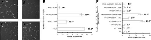 Figure 4. Conditioned medium obtained from culturing cells overexpressing B-Raf leads to the tubule formation on Matrigel. HMVEC-Ds cultured on Matrigel-coated wells were analyzed as described in “Materials and methods” for the ability to form tubules when grown for 16 hours in (A) conditioned medium obtained from BCBL-1 cells, (B) RPMI containing 2% FBS, and (C-D) conditioned medium from culturing BCBL-1 cells obtained 48 hours after transfection of siRNA specific for B-Raf and (NS)siRNA, respectively. Representative illustrations (A-D) are at an original magnification of × 40. (E) The tubular structures were scored by counting the number of tubules formed by HMVEC-Ds in each well when grown in conditioned medium from culturing BCBL-1 cells. (F) Target HFF cells were stimulated with 1 μM β-estradiol for 24 hours at 37°C. The stimulated cells were untransfected or transfected either with siRNA specific to VEGF or (NS)siRNA. At 48 hours after transfection, conditioned medium from the above cells were used to culture HMVEC-Ds on Matrigel at 37°C. After 16 hours incubation, the number of tubules/well was counted and is represented as described above. Each reaction was done in triplicate, and each point represents the average ± SD of 3 experiments. Average values on the columns with different superscripts are statistically significant (P < .05) by least significant difference (LSD).