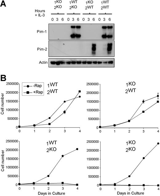 Figure 1. Pim-2 deficiency sensitizes cells to rapamycin treatment. (A) Primary IL-3–dependent bone marrow cultures were established from Pim-1/Pim-2–deficient (1KO/2KO), Pim-2–deficient (1WT/2KO), Pim-1–deficient (1KO/2WT), and wild-type littermate (1WT/2WT) mice. Lysates were probed for the expression of Pim-1, Pim-2, and Actin. Cells were deprived of IL-3 for 12 hours and then stimulated for the number of hours indicated before lysis. (B) Cell number versus days in culture is shown for IL-3–dependent primary bone marrow cultures from the mice described in panel A, grown in the absence (-Rap) or presence (+Rap) of 20 nM rapamycin. Cells were seeded at a concentration of 50 000/mL at the beginning of the experiment. Data indicate the mean ± SD of triplicate samples.