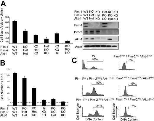 Figure 2. Compound effects of germline deletion of Pim-1, Pim-2, and Akt-1. (A, left) Cell size measurements are depicted from IL-3–dependent bone marrow cultures from wild-type (WT), Pim-1–null/Pim-2–heterozygous/Akt-1–heterozygous (Pim-1KO/Pim-2Het/Akt-1Het), Pim-1–null/Pim-2–heterozygous/Akt-1–null (Pim-1KO/Pim-2Het/Akt-1KO), Pim-1–heterozygous/Pim-2–null/Akt-1–null (Pim-1Het/Pim-2KO/Akt-1KO), Pim-1–null/Pim-2–null/Akt-1–heterozygous (Pim-1KO/Pim-2KO/Akt-1Het), and Pim-1–null/Pim-2–null/Akt-1–null (Pim-1KO/Pim-2KO/Akt-1KO) animals. Data represent mean ± SD of 3 independent samples of live G1 cells. (Right) Lysates generated from these cells were probed for the expression of Pim-1, Pim-2, Akt-1, and Actin. (B) Cell accumulation after 48 hours of culture is shown for the cells described in panel A. Live cells were seeded in fresh IL-3 containing media at 105 cells/mL, as indicated by the dashed line, after synchronization by 12 hours of IL-3 withdrawal. Data represent mean ± SD of triplicate samples. (C) Cell cycle profiles from the cells described in panel B 24 hours after plating. The percentage of cells with greater than G1 DNA content is indicated.