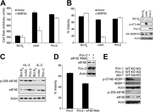 Figure 4. Pim-2 mediates 4EBP-1–independent cell growth and survival. (A) Cell size 24 hours after transfection and growth factor withdrawal shown for FL5.12 cells expressing Bcl-XL, myristolated Akt-1 (mAkt), or Pim-2 transiently transfected with empty vector (Vector) or an HA-tagged 4EBP2A expression vector in which threonines 37/46 have been mutated to alanines (4EBP2A). Measurements shown are forward scatter of live cells from each sample from triplicate samples and indicate the mean ± SD. (B, left) Cell viability measurements after 48 hours of IL-3 withdrawal are shown for FL5.12 cells described in panel A. Data shown are the mean ± SD of 3 independent samples. (Right) Lysates prepared from these cells were probed for the expression of Bcl-XL, phospho-serine 473 Akt (p-473 Akt), Pim-2, HA-4EBP2A, and Actin. (C) Lysates generated from FL5.12 cells expressing Bcl-XL, myristolated Akt (mAkt), or Pim-2 grown in the presence (+IL-3) or absence (-IL-3) of IL-3 for 24 hours were probed for the expression of phospho-serine 209 eIF4E (p-209 eIF4E), total eIF4E, and Actin. (D) Viability is shown 24 hours after IL-3 withdrawal for Pim-2–expressing FL5.12 cells stably transfected with a plasmid expressing an shRNA targeting eIF4E and control. (Inset) Lysates were probed for the expression of eIF4E, Pim-2, and Actin. (E) Lysates were generated from IL-3–dependent bone marrow cell lines described in Figure 3. The genotype of each cell line is indicated above the immunoblots. Western blots of lysates were probed for the expression of phospho-threonine 37/46 4EBP-1, 4EBP-1, Actin, phospho-serine 209 eIF4E, eIF4E, and Actin as indicated.