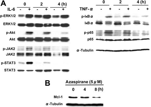 Figure 5. Azaspirane inhibits phosphorylation of JAK2/STAT3 and Akt but not ERK1/2. MM.1S cells were pretreated with azaspirane (5 μM) for 2 hours and 4 hours. Cells were then stimulated with IL-6 (20 ng/mL) or TNF-α (10 ng/mL) for 10 minutes. Whole-cell lysates were subjected to Western blotting using anti–phospho-ERK/ERK, phospho-Akt/Akt, phospho-STAT3/STAT3, phospho-JAK2, phospho-IκBα/IκBα, phospho-NFκB p65/NFκB p65, and α-tubulin Abs (A); MM.1S cells were treated with azaspirane (5 μM) for 4 hours and 8 hours. Whole-cell lysates were subjected to Western blotting, using anti–Mcl-1 and α-tubulin Abs (B).
