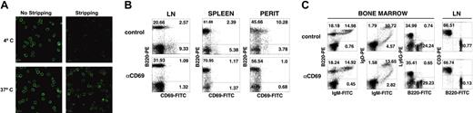 Figure 2. mAb CD69.2.2 induces CD69 internalization in activated lymphocytes in vitro and inhibition of CD69 expression in vivo. (A) CD69+ lymphocytes, previously stained with mAb CD69.2.2 antibodies and GAMalexa488, were incubated at 4°C or 37°C for 1 hour (left column). Incubation with PBS (pH 2.0; right column), removes membrane-bound mAbs. Representative photographs were taken by confocal microscopy. (B-C) C57BL/6 mice were treated at 8 weeks of age with a single injection (500 μg intraperitoneally) of mAb CD69.2.2 or control mAb (IgG1). Lymphocytes from treated mice were analyzed by flow cytometry. Representative profiles of B cells (B220/CD69) in lymph node (LN), spleen, and peritoneum 15 days after injection are shown (B). Bone marrow and LN lymphocytes (C) were subjected to flow cytometric analysis. Representative profiles of B220/IgM, IgD/IgM, LY6G/B220, and CD3/B220 are shown with the percentage of cells in each quadrant.
