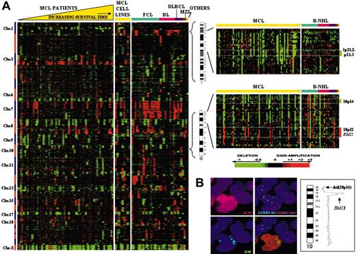 Figure 1. Array CGH profile of MCL. (A, left) Array CGH profile of MCL and other B-NHL subtypes. Patients with MCL are ordered from left to right according to the length of OS time, ranging from 0 to 115 months. FCL indicates follicle center lymphoma; BL, Burkitt lymphoma; DLBCL, diffuse large B-cell lymphoma; MZL, marginal zone lymphoma. (Right) Genomic delineation of the deletions of 1p21.2-p21.3 and of 10p14 with amplification of 10p12 (BMI1 gene locus). Genomic gains are shown in red, genomic losses in green, and regions with normal DNA copy number in black. (B) Multicolor FICTION analysis of case no. MCL114. BMI1 amplification was more common in apparently proliferating cyclin D1–positive MCL cells (38 of 50 cells; 76%) as adjudged by Ki-67 staining, whereas those cyclin D1–positive cells negative for Ki-67 showed this gene amplification less commonly (14 of 50 cells; 28%). A Zeiss Axioskop 2 fluorescence microscope (Zeiss, Gottingen, Germany) equipped with appropriate filter sets was used.