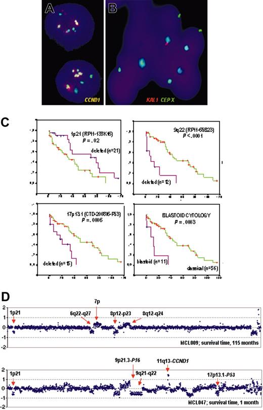 Figure 3. Genomic changes and survival in MCL. (A) FISH analysis using CCND1 flanking probes in patient MCL047 showing 11q13 amplification. (B) FISH analysis of patient MCL114 (male) showing homozygous deletion of the Kallmann syndrome locus. Green indicates centromeric probe for chromosome X; red, probe for KAL1 gene locus at Xp22.31, which is not detected in all but one of the interphase nuclei. A Zeiss Axioplan fluorescence microscope with Vysis imaging software was used. (C) Array CGH and survival in MCL. OS of patients with MCL according to the deletions of chromosomes p21, 9q21-q22, and 17p13.1 at TP53 and blastoid versus classical cytology. (D) Examples of array CGH profiles of 2 patient samples with MCL. (Top) Case no. MCL009 shows few genomic alterations, including deletions of 1p21, 6q22-q27, and 8p12-p23.3 and gains of 7p11-p22 and 8q12-q24. Survival time for this patient was 115 months since diagnosis. (Bottom) The array CGH profile of case no. MCL047 showing a large number of genomic changes, including deletions of 1p21 and 9p21.3 at P16/INK4a gene locus and 9q21-q22 and 17p13.1 at TP53 gene locus, along with high-level amplification within BCL1 gene locus. Survival time for this patient was 1 month since diagnosis.