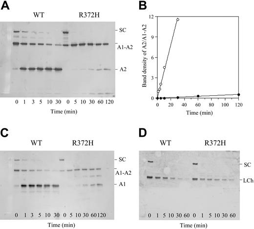 Figure 1. Time course of cleavage of recombinant factor VIII by thrombin. Recombinant factor VIII wild type (WT) and R372H (100 nM) were reacted with thrombin (2.5 nM) for the indicated times as described in “Materials and methods.” Samples were run on 8% gel followed by Western blotting using an anti-A2 (A), anti-A1 (C), or anti–light chain (D) monoclonal antibody. Panel B shows quantitative densitometry of the ratio of A2 subunit/A1-A2 subunit from blotting data obtained from panel A. ○ indicates wild type; •, R372H. The data were fitted to a straight line. SC and LCh represent a single chain and the intact light chain, respectively.