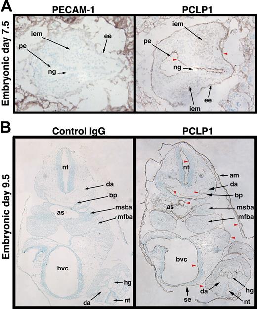 Figure 1. Podocalyxin is expressed by all 3 germ layers and boundary elements during development. Frozen sections of embryos recovered at E7.5 (A) and E9.5 (B) were stained with antibodies to podocalyxin (PCLP1) and PECAM-1 (CD31) or control antibody and counterstained with methyl green. Red arrowheads highlight cavities whose luminal/boundary faces are coated with podocalyxin. These include the primitive ectoderm (pe), embryonic endoderm (ee), amnion (am), the branchial pouches (bp), the dorsal aorta (da), aortic sac (as), bulboventricular canal (bvc), surface ectoderm (se), and neuroepithelium of the neural tube (nt). Other labeled structures include the following: ng, neural groove; iem, intraembryonic mesoderm; msba, mandibular component of second branchial arch; mfba, mandibular component of first branchial arch, hg, hindgut. Original magnification × 10 (see “Materials and methods”).