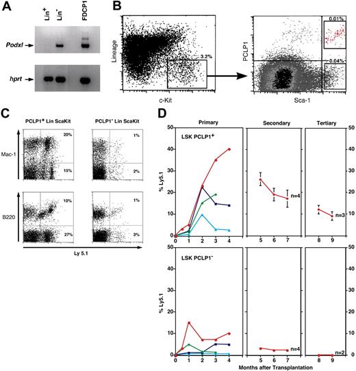 Figure 4. PCLP1+ cells in adult BM are a subpopulation of HSCs. (A) RT-PCR analyses of Lin+ (stem cell depleted) and Lin- (stem cell enriched) BM from 1-week-old mice and the PCLP1+ cell line, FDCP-1. (B) FACS profiles showing expression of PCLP1 by a subset of the LSK HSC population in adult BM. Percentages indicate total frequency in BM. (C) Donor-derived lymphoid (B220) and myeloid (Mac-1) composition of BM 16 weeks after reconstitution of lethally irradiated mice with 500 cells of either PCLP1+ or PCLP1- LSK BM cells. Ly5.1+ cells are donor derived. (D) Percentage (determined by frequency of Ly5.1+ staining) of donor-derived cells in the blood of mice reconstituted with PCLP1+ and PCLP1- LSK cells after primary, secondary, and tertiary transplantation. In primary recipients, each colored line represents an individual mouse reconstituted with either 500, 50, or 10 enriched stem cells. In each case, 106 BM cells from the most highly reconstituted primary recipients (red) were used for subsequent transplantations in secondary and tertiary recipients.