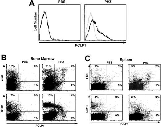 Figure 5. PHZ-induced anemia reactivates podocalyxin expression in adult erythroid cells. (A) Representative FACS histograms showing PCLP1+ cells in BM of adult mice 3 days after injection with either PBS (left) or PHZ (60 mg/kg; right). Cells were stained with PCLP1 (black line) or control mAb (gray line) and counterstained with Alexa-fluor 488–conjugated antirat IgG. (B-C) Coexpression of podocalyxin with hematopoietic progenitor and erythroid markers on BM cells from PBS- and PHZ-injected mice 2 days after the first injection. BM (B) and SPL (C) cells were stained with anti-PCLP1 as in panel A and counterstained with biotinylated Ter119 plus streptavidin-PE or c-kit–PE. Percentages are determined according to quadrant markers.