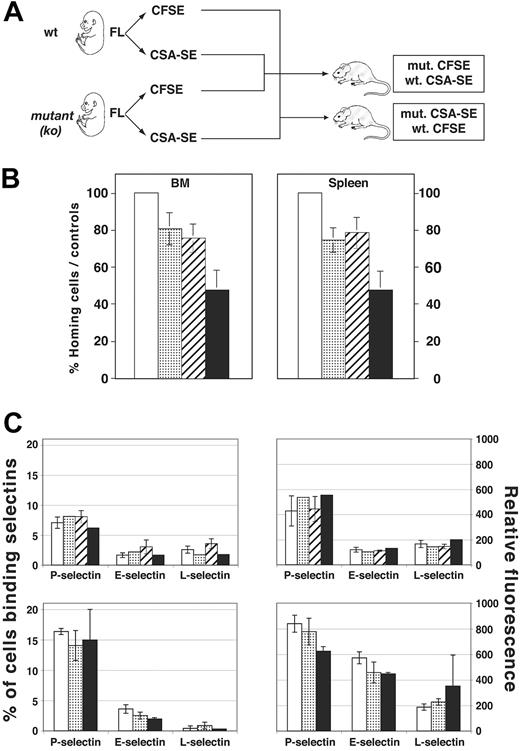 Figure 6. Impaired short-term homing in vivo despite identical selectin ligand expression. (A) Experimental design for short-term homing experiment. Mutant 15-day FTL cells were isolated, genotyped, and labeled with either CFSE or CSA-SE. These were mixed in a 1:1 ratio with wt cells labeled with the opposite fluorescent tracker prior to intravenous injection into irradiated recipients. Relative frequency of CFSE- and CSA-SE–labeled cells in BM and SPL was determined 16 hours later by FACS. In control experiments, the fluorescent labels were reversed to rule out dye toxicity. (B) Percent homing efficiency of wt or mutant FTL cells to SPL (right panel) or BM (left panel). The wt cells were assigned a frequency of 100%. Results from CFSE and CSA-SE homing were pooled together and standard deviation calculated for the number of mice analyzed (n = 4 per genotype). (C-D) The percentage and mean RFI of E-, P-, and L-selectin binding to wt, cd34-/-, podxl-/-, or podxl-/-cd34-/- FTL cells. Shown are results from 2 independent experiments. (B-D) □ indicates wt; ▦, cd34-/; ▨, podxl-/-; and ▪, podxl-/-cd34-/-.