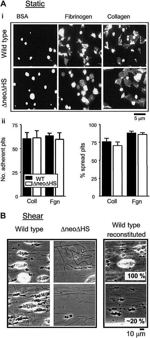 Figure 4. Adhesion and spreading of ΔneoΔHS platelets on collagen under static and flow conditions. (Ai) Washed murine platelets (1 × 107/mL) from wild-type (top row) and ΔneoΔHS (bottom row) mice were allowed to adhere and spread on immobilized fibrinogen (Fibrinogen) and collagen (Collagen). Adherent platelets were fixed, permeabilized, and stained with rhodamine-phalloidin. Platelets were also plated on BSA-covered coverslips (BSA). Adherent platelets were imaged using fluorescence microscopy, and cropped representative images are shown. Images taken are from 1 experiment, representative of 3. (ii) Graphs show the number of platelets adherent to the thrombogenic matrix (left) and the number of platelets that had undergone some change in shape, recorded as a percentage of spread platelets (right), mean ± SEM. ▪ indicates WT platelets; □, ΔneoΔHS platelets. (B) Whole blood was obtained from individual wild-type (Wild type) or ΔneoΔHS (ΔneoΔHS) mice and perfused over collagen-coated (100 μg/mL) capillary tubes at a shear rate of 800 s-1 for 2 minutes followed by Tyrode buffer for 5 minutes. Five fields were imaged (× 63 objective), and representative images of adherent platelets and aggregates from 2 individual wild-type and ΔneoΔHS mice are shown. These data are from 1 flow experiment representative of 2. On the right, red blood cells, PRP and PPP were isolated from wild-type whole blood. Blood was reconstituted to represent either 100% (Wild type reconstituted, 100%) or 20% (Wild type reconstituted, 20%) of the original wild-type platelet count in whole blood. These reconstituted samples were perfused and treated as whole blood flows, described in earlier part of (B). Note that the white regions of the images correspond to regions of substantial and high aggregates. The increased height has induced flare in the phase-contrast image.