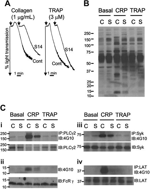 Figure 5. GPVI-specific platelet aggregation and tyrosine phosphorylation is reduced in S14 platelets. (A) Washed platelets were prepared from a control donor (Cont or C) and patient S14 (S14 or S) and aggregated with continuous stirring at 1200 rpm, with collagen (1 μg/mL; left) or TRAP (3 μM; right). Platelet aggregation was demonstrated by a change in light transmission. Representative aggregation tracings are shown. (B) Washed platelets were treated with lotrafiban (10 μM) and allowed to rest (Basal) or were stimulated with CRP (5 μg/mL for 90 seconds, CRP) or TRAP (30 μM for 90 seconds, TRAP) prior to lysis with 2 × Lysis buffer. Proteins were separated on SDS-PAGE, using 4% to 12% precast gradient gels, transferred onto PVDF membranes, and blotted with anti-phosphotyrosine antibody (Ab), 4G10. (C) Proteins PLCγ2 (Ci), Syk (Ciii), and LAT (Civ) were immunoprecipitated from whole platelet lysates samples and analyzed by immunoblotting with a monoclonal anti-phosphotyrosine antibody (4G10). Immunoblots were then stripped and reprobed with an antibody to PLCγ2, Syk, or LAT (lower). (Cii) Lysates were immunoblotted with 4G10 and then stripped and reprobed with an antibody to FcRγ chain. Numbers on left side of blot are molecular weight markers.