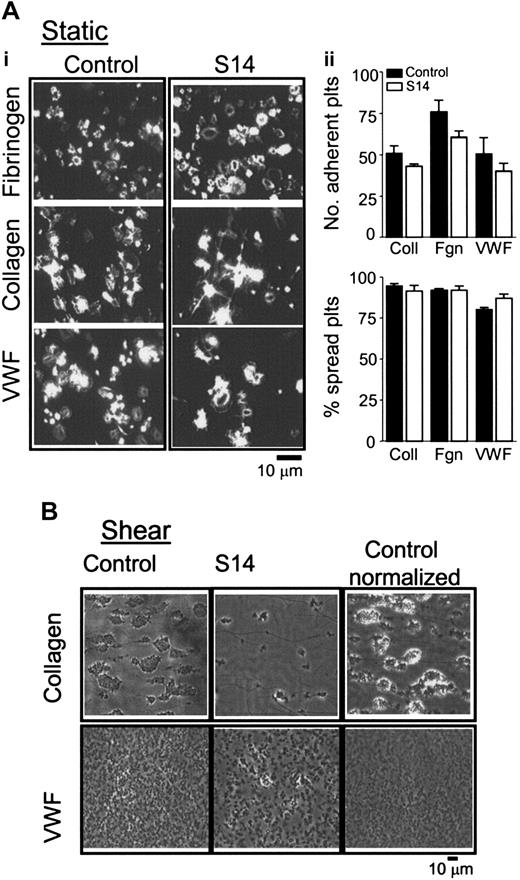 Figure 6. Adhesion and spreading of S14 platelets on immobilized collagen under static and shear conditions. (Ai) Washed human platelets (1 × 107/mL) from control (Control) or patient (S14) were allowed to adhere and spread on immobilized fibrinogen (Fibrinogen), VWF (VWF), and collagen (Collagen) for 45 minutes at 37°C. Adherent platelets were fixed, permeabilized, and stained with rhodamine-phalloidin, then imaged using fluorescence microscopy, and cropped representative images are shown. Images are taken from 1 experiment, representative of 2. (ii) Graphs show the number of platelets adherent to the thrombogenic matrix and the number of platelets that had undergone some change in shape, recorded as a percentage of spread platelets, mean ± SEM. ▪ indicates control; □, S14. (B) Whole blood was obtained from control (Control); patient (S14) or whole blood from control donor was diluted with autologous platelet-poor plasma and red blood cells (Control - normalized) and perfused over collagen- (100 μg/mL; top row) or VWF-coated (100 μg/mL; bottom row) capillary tubes at a shear rate of 800 s-1 or 1800 s-1, respectively, for 2 to 5 minutes. Nonadherent platelets were removed by perfusion with Tyrode buffer. Three to 5 fields were imaged per capillary slide, and representative images are shown (× 63 objective).