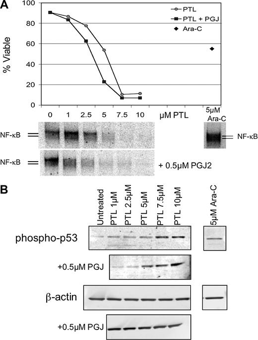 Figure 6. Apoptosis induction by PTL or PTL/PGJ2 correlates to inhibition of NF-κB and increased phosphorylation of p53(ser15). (A) Percent viability and NF-κB electrophoretic mobility shift assay (EMSA) of a representative AML specimen treated with increasing concentrations of PTL alone (•) or in combination with 0.5 μM PGJ2 (▪). The viability is compared with and Ara-C (5μM; ♦) treatments. (B) Immunoblot analysis of phospho-p53(ser15) and actin for the same representative AML specimen treated with increasing dose of PTL 0.5 μM PGJ2.