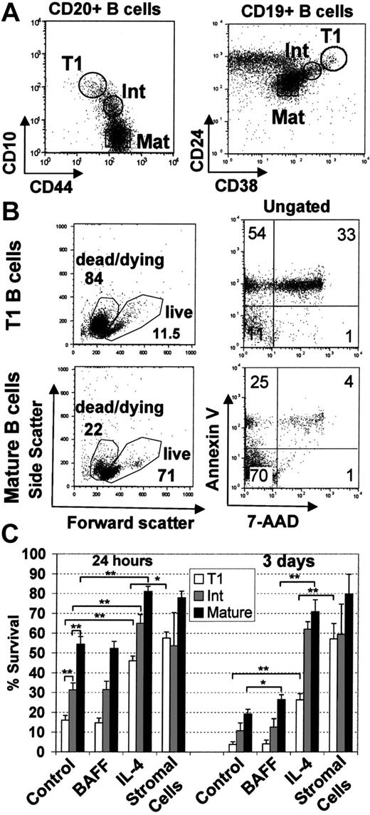 Figure 6. T1 B cells are short-lived in culture although survival can be improved by coculture with mouse bone marrow stromal cells or IL-4 but not BAFF. (A) Negatively selected peripheral blood B cells from healthy adult donors were stained with anti-CD20, anti-CD10, and anti-CD44 or anti-CD19, anti-CD24, and anti-CD38. T1 B cell (CD20hi CD10hi CD44lo or CD19+ CD24hi CD38hi), mature naive (Mat) (CD20+ CD10- CD44hi or CD19+, CD24lo, CD38lo) and intermediate (Int) (CD20+ CD10lo CD44hi or CD19+ CD24int, CD38int) B-cell populations were sorted as shown. Postsorting analysis indicated that each population was more than 95% pure. (B) T1 and mature B-cell populations were cultured for 24 hours and stained with annexin V and 7-AAD. (C) T1 B cells, intermediate and mature B cell populations were cultured in medium alone or with the addition of either BAFF (200 ng/mL), IL-4 (100 ng/mL), or cultured on mouse S13 bone marrow stromal cells. After 24 hours or 3 days in culture, the cells were examined for viability by flow cytometry using forward/side scatter characteristics or 7-AAD exclusion. The data show the means ± SEM of at least 4 independent experiments. Unpaired t tests were used to detect significant differences (*P <.05; **P <.01).