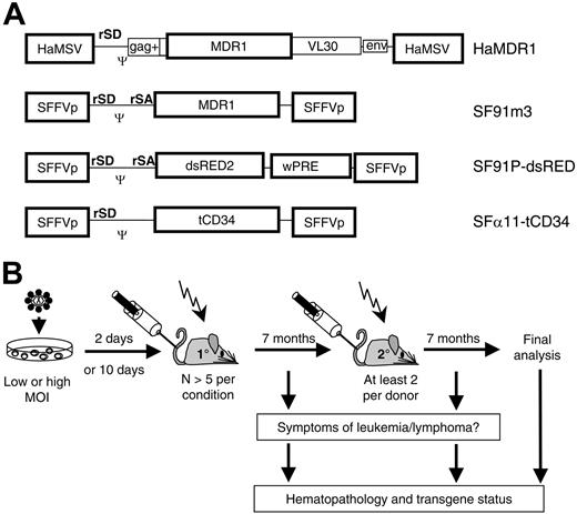 Figure 1. Study design. (A) Retroviral vectors, expressing MDR1, dsRED2, or human truncated CD34 (htCD34). SFFVp (spleen focus forming virus LTR), HaMSV (Harvey murine sarcoma virus LTR), gag (residual retroviral gag sequences), env (residual retroviral envelope sequences), VL30 (residual sequences of virus-like 30 element), Ψ (packaging signal), wPRE (woodchuck hepatitis virus posttranscriptional regulatory element). rSD, retroviral splice donor; rSA, retroviral splice acceptor. (B) Experimental setup; bone marrow cells were transduced and transplanted 2 or 10 days later in lethally irradiated C57BL/6J recipient mice. After a 7-month observation, secondary recipients underwent transplantation. Symptomatic animals were killed for detailed analysis. All other mice were analyzed at the end of the experiment. MOI indicates multiplicity of infection.