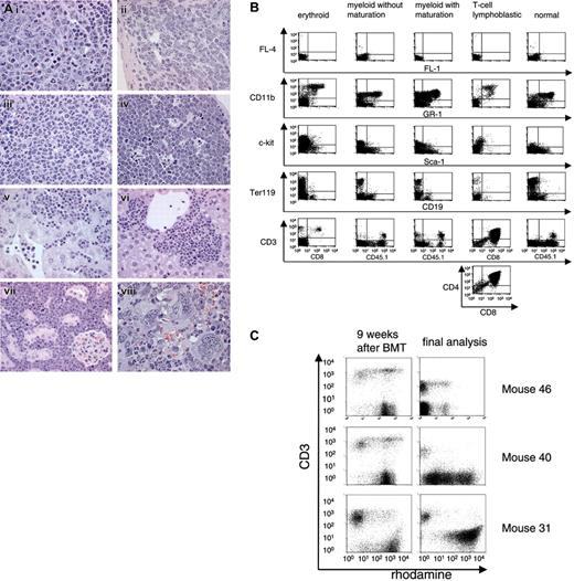 Figure 2. Leukemia phenotyping. (A) Infiltration of leukemic cells in the spleen (i, ii, iii, viii), thymus (iv), liver (v, vi), and kidney (vii). (i) Erythroid leukemia. Note mitotic figures. (ii) Myeloid leukemia without maturation composed of immature blasts. (iii) Myeloid leukemia with maturation of granulocytes. (iv) T-lymphoblastic lymphoma/leukemia with starry sky cells. (v-vi) Leukemic infiltration as disseminated tumor cells in the sinusoids (v) and/or as cell nests (vi). (vii) T-lymphoblast infiltration. (viii) Myeloid leukemia associated with megakaryocytosis. Original magnifications: × 1000 (i-iv, viii); × 630 (v-vii). Hematoxylin and eosin. A light microscope (Axioplan2, Zeiss, Germany) with 63× and 100× Plan-NEOFLUAR objective lenses was used. The MRGrab (Version 1.0, Zeiss, Germany) with a digital camera (AxioCam MRc, Zeiss, Germany) was used for image processing. (B) FACS profiles of different leukemias. (C) MDR1 activity determined by rhodamine efflux in leukocytes 9 weeks after BMT and in BM cells at the day of sacrifice. Efflux-positive cells are the rhodamine-negative population. Anti-CD3 stain is shown on the y-axis. BM cells of mouse 31 showed no efflux activity after onset of leukemia, except for infiltrating T cells.