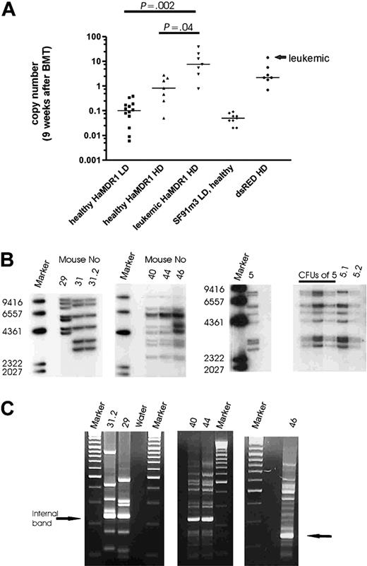 Figure 3. Vector copy number after engraftment and in leukemias. (A) Transgene copy number in the peripheral blood 9 weeks after transplantation measured by quantitative PCR. Lines indicate the median of each group (Student t test, unpaired, 2-sided). (B) Southern blot analysis of genomic DNA from spleens of leukemic mice. Blots were probed for MDR1 and dsRED2 (marker: Lambda DNA/HindIII marker 2). (C) LM-PCR gel electrophoresis (mice 31.2, 29, 40, 44, and 46). The number of amplified PCR fragments corresponds to the number of insertions detected by Southern blot (marker: GeneRuler DNA ladder mix). The internal band represents the PCR product amplified from the viral 3′ LTR.