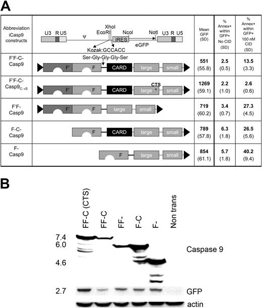 Figure 2. Modifications of full-length inducible caspase 9. (A) The full-length inducible caspase 9 molecule (F'-F-C-Casp9) consists of 2 FK506 binding proteins (FKBPs) linked with a Ser-Gly-Gly-Gly-Ser linker to the small and large subunit of the caspase molecule. The amino acid sequence of one of the FKBPs (F') is codon-wobbled to prevent homologous recombination when expressed in a retrovirus. F'F-C-Casp9C→S contains a cysteine to serine mutation at position 287 that disrupts its activation site. In constructs F'F-Casp9, F-C-Casp9, and F'-Casp9, either the caspase activation domain (CARD), one FKBP, or both, were deleted respectively. All constructs were cloned into MSCV.IRES.GFP as EcoRI-XhoI fragments. 293T cells were transfected with each of these constructs and 48 hours after transduction expression of the marker gene GFP was analyzed by flow cytometry. In addition, 24 hours after transfection, 293T cells were incubated overnight with 100 nM CID and subsequently stained with the apoptosis marker annexin V. The mean and standard deviation of transgene expression level (mean GFP) and number of apoptotic cells before and after exposure to CID (% annexin V within GFP+ cells) from 4 separate experiments are shown. (B) Coexpression of the inducible caspase 9 constructs of the expected size with the marker gene GFP in transfected 293T cells was demonstrated by Western blot using a caspase 9 antibody specific for amino acid residues 299-318, present both in the full-length and truncated caspase molecules as well as a GFP-specific antibody. Additional smaller size bands likely represent degradation products. Degradation products for the F'F-C-Casp9 and F'F-Casp9 constructs may not be detected due to a lower expression level of these constructs as a result of their basal activity. Equal loading was confirmed by blotting for actin.
