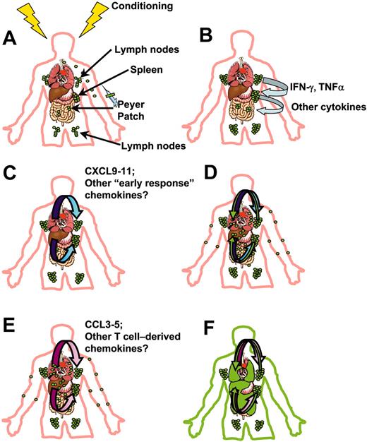 Figure 3. Model for early donor T-cell migration during acute GVHD.3-5,111-113 (A) Recipients of allo-BM transplant receive conditioning therapy, followed by intravenous infusion of bone marrow or peripheral blood stem cells (containing mature donor T cells). Within the first hours after transplantation, donor T cells (green) accumulate in peripheral lymphoid tissues such as LNs, Peyer patches, and spleen. (B) Alloreactive donor T cells expand in peripheral lymphoid tissues, differentiating into TH1/TC1 effectors, and producing IFN-γ, TNFα, and other cytokines (light blue arrows). (C) Circulating IFN-γ synergizes with inflammatory mediators and bacterial products released into circulation by the conditioning regimen to induce production of interferon-inducible chemokines (blue gradient arrows) by APCs and endothelial and epithelial cells in target organs. (D) Activated effector T cells follow gradients of these chemokines during early target organ infiltration (green arrows). (E) Amplification of T-cell infiltrates: donor T cells having infiltrated target organs produce T-cell–tropic chemokines CCL3, CCL4, and CCL5 (and possibly others) (pink gradient arrows). (F) Effector cells continue to follow gradients of these chemokines to infiltrate target organs (green arrows), leading to tissue pathology and clinical manifestations of GVHD, represented by green infiltrates in GI tract, liver, lung, and skin.