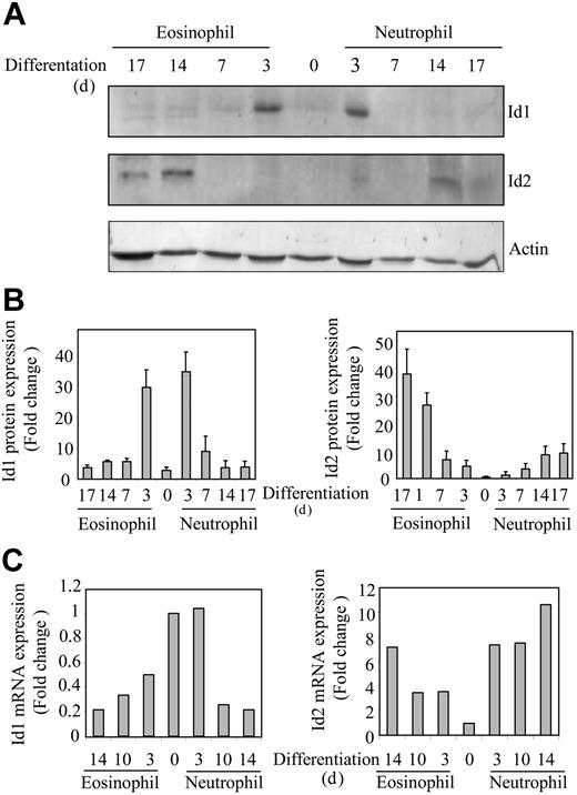 Figure 1. Expression of Id1 and Id2 is regulated during granulocyte differentiation. Umbilical cord blood–derived CD34+ cells were differentiated toward eosinophils or neutrophils in presence of the cytokines FLT-3 ligand, SCF, GM-CSF, IL-3 and IL-5, or G-CSF. After 3 days of culture, eosinophil progenitors were cultured in the presence of IL-3 and IL-5, whereas neutrophil progenitors were cultured in the presence of G-CSF alone after 6 days of culture. (A) Protein lysates were made immediately after isolation from cord blood and after 3, 7, 14, and 17 days of differentiation. Western blot analysis was performed with an antibody against Id1 (top blot), an antibody against Id2 (middle blot), and, as a control for equal loading, an antibody against β-actin (bottom blot). The experiment shown is representative of 3 independent experiments. (B) Protein levels were quantified using ImageQuant software (Amersham Biosciences, Freiburg, Germany), and data are depicted as an average of 3 independent experiments plus or minus the standard error of the mean (SEM). (C) RNA was isolated from cells differentiating toward eosinophils and neutrophils at the time points indicated. Quantitative real-time PCR reactions were performed using gene-specific primers for Id1 (left) and Id2 (right). Values were corrected for the expression of HPRT in all samples. The experiment shown is representative of 3 independent experiments.