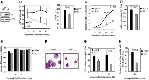 Figure 2. Eosinophil differentiation is inhibited by Id1. (A) After a 17-day period of differentiation, protein lysates were prepared from eosinophil progenitors transduced with eGFP or Id1 and a Western blot was performed with an N-terminal antibody against Id1 (top panel) and, as a control for equal loading, an antibody against β-actin (bottom panel). CD34+ cells were transduced with eGFP or Id1 and cultured in the presence of IL-5 for 17 days. (B, left) The percentages of eGFP-positive cells were determined by FACS analysis after 7, 10, 14, and 17 days of differentiation. ♦ indicates eGFP; ▦, Id1. Results are expressed as an average of 3 independent experiments plus or minus SEM. (Right) The difference between the percentage of eGFP-positive cells after 7 and 17 days of differentiation is depicted. ▪ indicates eGFP; ▦, Id1. (C) Proliferation was determined by counting the eGFP-positive cells. ♦ indicates eGFP; ▦, Id1. Results are expressed as fold increase in cell numbers compared with day 7 as an average of 3 independent experiments plus or minus SEM. (D) Proliferation was determined by performing 3H-thymidine incorporation assays. Data were depicted as a ratio between cells transduced with empty vector alone and cells transduced with Id1. ▪ indicates eGFP; ▦, Id1. Data were expressed as an average of 3 independent experiments plus or minus SEM. (E) The percentage of apoptotic, transduced cells was determined with annexin V–PE by FACS analysis after 7, 10, 14, and 17 days of differentiation. Bar shading is as in panel D. Data were expressed as an average of 3 independent experiments plus or minus SEM. (F) CD34+ cells were transduced with eGFP or Id1. After 14 and 17 days of differentiation, transduced cells were separated from the nontransduced cells, and cytospins were made. Cytospins were stained with May-Grünwald-Giemsa solution. (G) Eosinophil differentiation was expressed as a percentage of differentiated eosinophils within the eosinophil lineage. Data were expressed as an average of 7 independent experiments plus or minus SEM. (H) Eosinophil differentiation was also analyzed by staining the granule protein eosinophil peroxidase after 17 days of culture. Data were depicted as the ratio of the levels (arithmetric mean) of eosinophil peroxidase between cells transduced with empty vector alone or cells transduced with Id1. Data were expressed as an average of 3 independent experiments plus or minus SEM. (G-H) Bar shading is as in panel D.