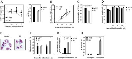 Figure 3. Constitutive Id1 expression enhances neutrophil differentiation. CD34+ cells were transduced with eGFP or Id1 and cultured in the presence of G-CSF for 17 days. (A, left) The percentages of eGFP-positive cells were determined by FACS analysis after 7, 10, 14, and 17 days of differentiation. ♦ indicates eGFP; ▦, Id1. Results are expressed as an average of 3 independent experiments plus or minus SEM. (Right) The difference between the percentage of eGFP-positive cells after 7 and 17 days of differentiation is depicted. ▪ indicates eGFP; ▦, Id1. (B) Proliferation was determined by counting the eGFP-positive cells. ♦ indicates eGFP; ▴, Id1. Results are expressed as fold increase in cell numbers compared with day 7 as an average of 3 independent experiments plus or minus SEM. (C) Proliferation was determined by performing 3H-thymidine incorporation assays. Data are depicted as a ratio between cells transduced with empty vector alone or cells transduced with Id1. ▪ indicates eGFP; ▦, Id1. Data are expressed as an average of 3 independent experiments plus or minus SEM. (D) The percentage of apoptotic, transduced cells was determined with annexin V–PE by FACS analysis after 7, 10, 14, and 17 days of differentiation. Bar shading is as in panel C. Data are expressed as an average of 3 independent experiments plus or minus SEM. (E) CD34+ cells were transduced with eGFP or Id1. After 14 and 17 days of neutrophil differentiation, transduced cells were separated from the nontransduced cells, and cytospins were prepared and stained with May-Grünwald-Giemsa solution. (F) Neutrophil differentiation was expressed as a percentage of differentiated neutrophils within the neutrophil lineage. Data were expressed as an average of 3 independent experiments plus or minus SEM. (G) Neutrophil differentiation was also analyzed by staining the granule protein lactoferrin after 17 days of culture. Data were depicted as the ratio of the levels (arithmetric mean) of lactoferrin between cells transduced with empty vector alone or cells transduced with Id1. Data were expressed as an average of 3 independent experiments plus or minus SEM. (H) CD34+ cells, cultured in the presence of the cytokines SCF, FLT-3 ligand, and TPO, were transduced with empty vector alone or with Id1. After 3 days of culture, cells were injected into β2-microglobulin-/- NOD/SCID mice. Six weeks after injection, mice were killed, eGFP-positive human myeloid cells were sorted, and cytospins were made. Cytospins were stained with May-Grünwald-Giemsa solution. (F-H) Bar shading is as in panel C.