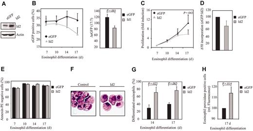 Figure 4. Constitutive Id2 expression enhances eosinophil differentiation. (A) After a 7-day period of culture, protein lysates were prepared from eosinophil progenitors transduced with eGFP or Id2 and a Western blot was performed with an N-terminal antibody against Id2 (top panel) and, as a control for equal loading, an antibody against β-actin (bottom panel). CD34+ cells were transduced with eGFP or Id2 and cultured in the presence of IL-5 for 17 days. (B) The percentages of eGFP-positive cells were determined by FACS analysis after 7, 10, 14, and 17 days of differentiation. Results are expressed as an average of 3 independent experiments plus or minus SEM. The difference between the percentage of eGFP-positive cells after 17 and 7 days of differentiation was depicted in the right panel. (C) Proliferation was determined by counting the eGFP-positive cells. Results are expressed as fold increase in cell numbers compared with day 7 as an average of 3 independent experiments plus or minus SEM. (D) Proliferation was determined by performing 3H-thymidine incorporation assays. Data are depicted as a ratio between cells transduced with empty vector alone and cells transduced with Id1. Data are expressed as an average of 3 independent experiments plus or minus SEM. (E) The percentage of apoptotic, transduced cells was determined with annexin V–PE by FACS analysis after 7, 10, 14, and 17 days of differentiation. Data are expressed as an average of 3 independent experiments plus or minus SEM. (F) CD34+ cells were transduced with eGFP or Id2. After 14 and 17 days of differentiation, transduced cells were separated from the nontransduced cells, and cytospins were made. Cytospins were stained with May-Grünwald-Giemsa solution. (G) Eosinophil differentiation was expressed as a percentage of differentiated eosinophils within the eosinophil lineage. Data are expressed as an average of 3 independent experiments plus or minus SEM. (H) Eosinophil differentiation was also analyzed by staining the granule protein eosinophil peroxidase after 17 days of culture. Data were depicted as the ratio of the levels (arithmetric mean) of eosinophil peroxidase between cells transduced with empty vector alone or cells transduced with Id2. Data are expressed as an average of 3 independent experiments plus or minus SEM.