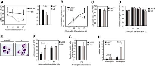 Figure 5. Constitutive Id2 expression induces neutrophil differentiation. CD34+ cells were transduced with eGFP or Id2 and cultured in the presence of G-CSF for 17 days. (A) The percentages of eGFP-positive cells were determined by FACS analysis after 7, 10, 14, and 17 days of differentiation. Results are expressed as an average of 3 independent experiments plus or minus SEM. The difference between the percentage of eGFP-positive cells after 17 and 7 days of differentiation is depicted in the right panel. (B) Proliferation was determined by counting the eGFP-positive cells. Results are expressed as fold increase in cell numbers compared with day 7 as an average of 3 independent experiments plus or minus SEM. (C) Proliferation was determined by performing 3H-thymidine incorporation assays. Data were depicted as a ratio between cells transduced with empty vector alone and cells transduced with Id1. Data are expressed as an average of 3 independent experiments plus or minus SEM. (D) The percentage of apoptotic, transduced cells was determined with annexin V–PE by FACS analysis after 7, 10, 14, and 17 days of differentiation. Data are expressed as an average of 3 independent experiments plus or minus SEM. (E) CD34+ cells were transduced with eGFP or Id2. After 14 and 17 days of neutrophil differentiation, transduced cells were separated from the nontransduced cells, and cytospins were made. Cytospins were stained with May-Grünwald-Giemsa solution. (F) Neutrophil differentiation was expressed as a percentage of maturing neutrophils within the neutrophil lineage. Data are expressed as an average of 5 independent experiments plus or minus SEM. (G) Neutrophil differentiation was also analyzed by staining the granule protein lactoferrin after 17 days of culture. Data were depicted as the ratio of the levels (arithmetric mean) of lactoferrin between cells transduced with empty vector alone or cells transduced with Id2. Data are expressed as an average of 3 independent experiments plus or minus SEM. (H) CD34+ cells, cultured in the presence of the cytokines SCF, FLT-3 ligand, and TPO, were transduced with empty vector alone or with Id2. Afer 3 days of culture, cells were injected into β2-microglobulin(–/–) NOD/SCID mice. Six weeks after injection, mice were killed, eGFP-positive human myeloid cells were sorted, and cytospins were made. Cytospins were stained with May-Grünwald-Giemsa solution.