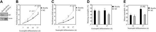 Figure 6. Id2 knock-down in granulocyte progenitors inhibits eosinophil and neutrophil differentiation. (A) Protein lysates were prepared from COS cells cotransfected with pSG5-Id2 and pRetrosuper Renilla RNAi or pRetrosuper Id2 RNAi. A Western blot was performed with an N-terminal antibody against Id2 (top panel) and, as a control for equal loading, an antibody against β-actin (bottom panel). CD34+ cells were transduced with Renilla RNAi or Id2 RNAi and cultured in the presence of IL-5 or G-CSF for 17 days. Proliferation during eosinophil (B) and neutrophil (C) differentiation was determined by counting the eGFP-positive cells. Results are expressed as fold increase in cell numbers compared with day 7 as an average of 3 independent experiments plus or minus SEM. CD34+ cells were transduced with eGFP or Id2. After 14 and 17 days of eosinophil (D) and neutrophil (E) differentiation, transduced cells were separated from the nontransduced cells, and cytospins were made. Cytospins were stained with May-Grünwald-Giemsa solution. Data are expressed as an average of 6 independent experiments plus or minus SEM.