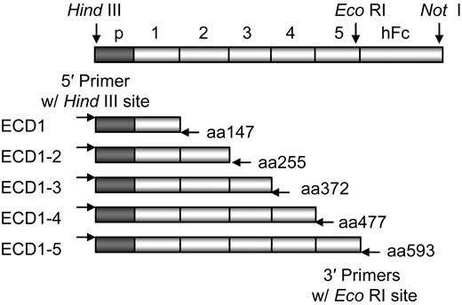 Figure 1. mAb domain mapping. Diagram of the truncated soluble mVE-cadherin-Fc constructs ECD1, ECD1-2, ECD1-3, ECD1-4, and ECD1-5. The VE-cadherin prosequence (p) and the human Fc receptor (hFc) are labeled on the diagram along with the ECDs and fragment sizes.